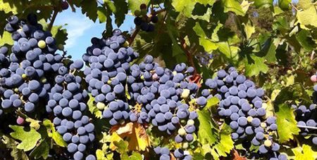 Closeup of grapes on vine