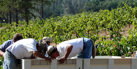 Workers placing grapes in bins during harvest
